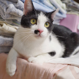 甘えん坊な男の子 白黒☆兄弟応募可☆（シイナくん）