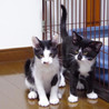 甘えん坊な男の子 白黒☆兄弟応募可☆（シイナくん） サムネイル2