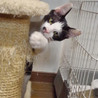 甘えん坊な男の子 白黒☆兄弟応募可☆（シイナくん） サムネイル4