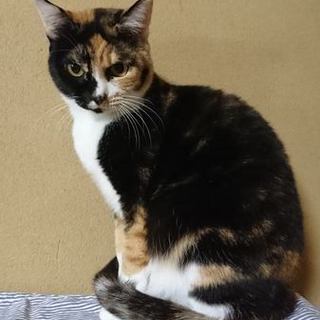 花子1歳半黒ミケ、賢く健」東京都 - 猫の里親募集(141085) 1枚目の