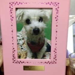 はるマルチーズのアルバムつくりました