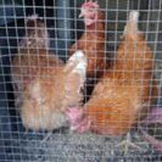 【里親決定】鶏の里親募集！【終了】
