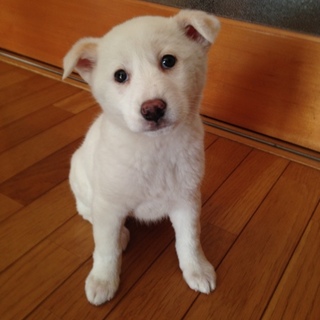 ありがとうございますお利口さんのちこちゃん