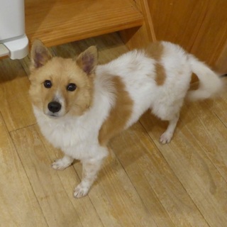 人が大好きなシェルティ系ミックスの女の子