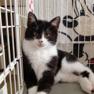 生後４カ月　白黒男の子　函館市より