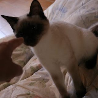 とってもフレンドリーな　つくもくん