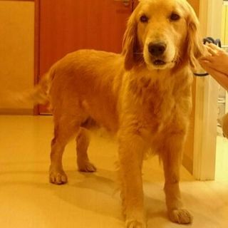 穏やかなゴールデン女子「ランちゃん」