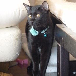 美男子ではないが！ノビノビとした甘えん坊な黒