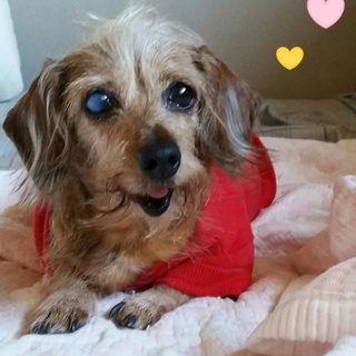 甘えたくて仕方がないコッペちゃん♪