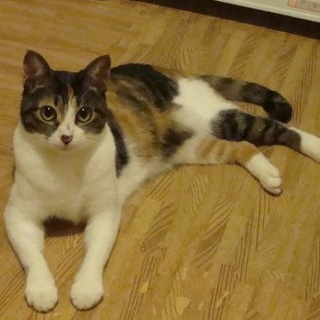 小さめ和風美人♪三毛猫さん