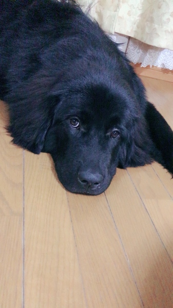 ニューファンドランド」神奈川県 - 犬の里親募集(142361) :: ペットの 