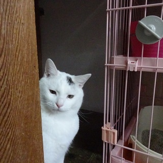 募集停止します　もう猫むらさんにしか見えない・・・