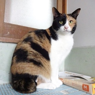 募集停止します。三毛猫のミケランちゃんです