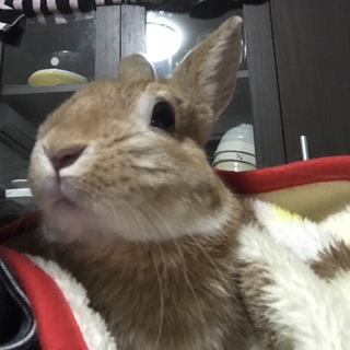 ネザーランドドワーフの里親募集一旦中止します