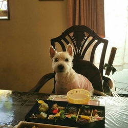 お陰様ですワン(^_-)-☆