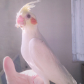 オカメインコ・もうすぐ生後3か月です。