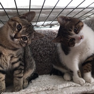 サバ白♂・キジトラ♀仲良し兄妹