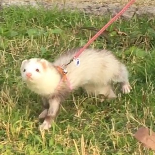 フェレットの女の子