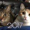 去年メルモを、亡くしてから 新しく…滋賀県から三毛ちゃん、大阪から虐待で片耳全部切られてしまったキジ猫ちゃんを ペットのおうちから迎えました