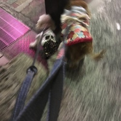 Happy Birthdayポポくん