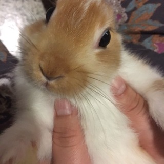 ミックスラビット(茶❌白)