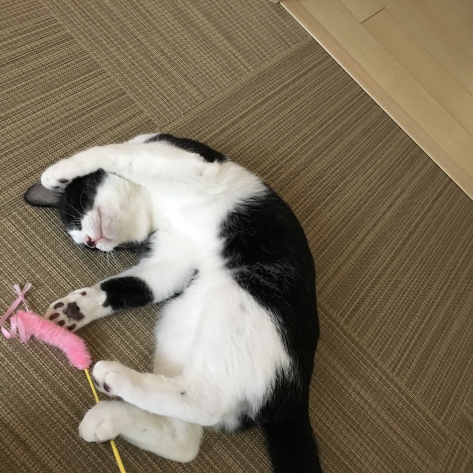 柊（ひいらぎ）のカバー写真