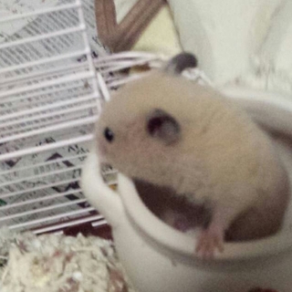 キンクマハムスターの里親募集