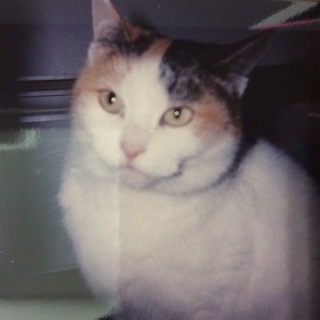 三毛猫ちゃん里親募集します。