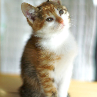 まるでぬいぐるみ！！三毛の子猫