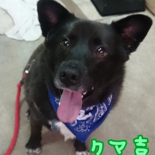 多頭飼育のワンころ、クマ吉！