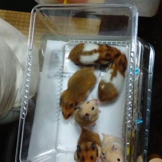 ゴールデンハムスターの里親募集