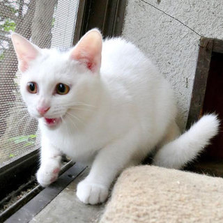 神秘な白猫ちゃん