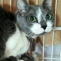 おとな猫まつり 譲渡会・animo 1月8日