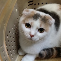 こづゆ