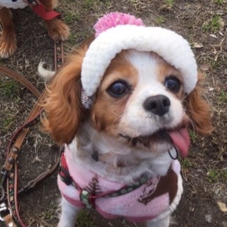 小さな可愛い女の子 サニー 7歳 ブレンハイム