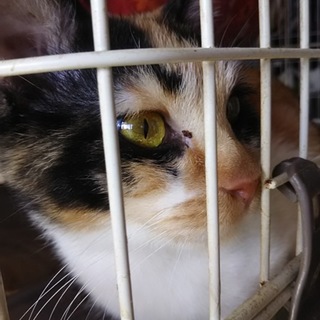 飼主センター持ち込み、小柄な三毛ちゃんです☆
