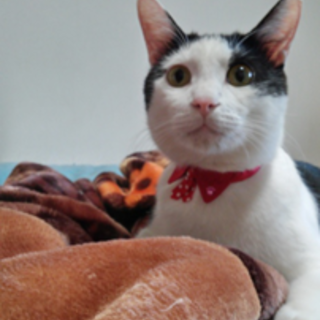 抱っこ大好き、甘えん坊の男の子!