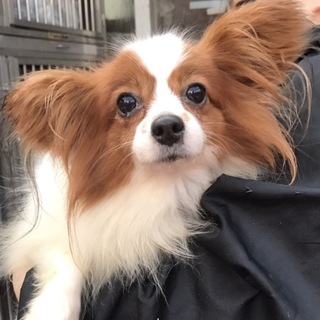 パピヨンのまきちゃん里親募集です！