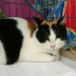 新年一発目！気合いのお見合い会～！IN大府市 サムネイル3