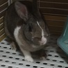 今日のピユ