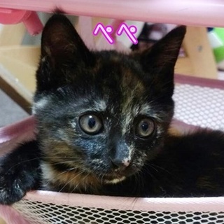 とても優しいサビ猫ちゃん　里親募集中