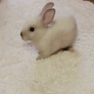 ネザーランドドワーフかわいい白グレー