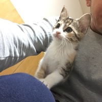 ラテ