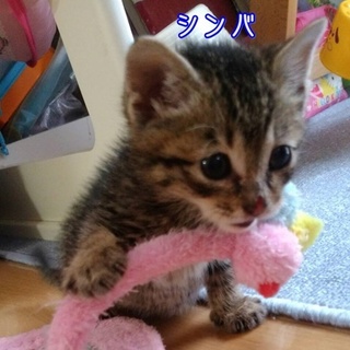 人が大好きで興味津々のキジトラ　里親募集中