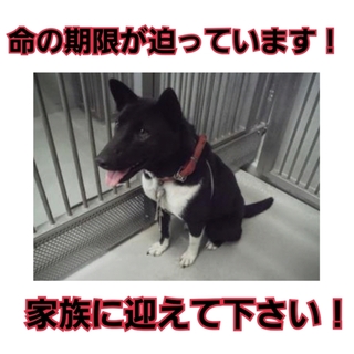 募集ゼロ!!時間が残されていません!助けて!!