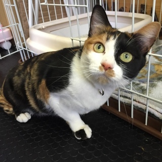 ありがとうございました！