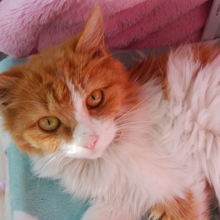 里親決定　ご応募頂きありがとうございました。