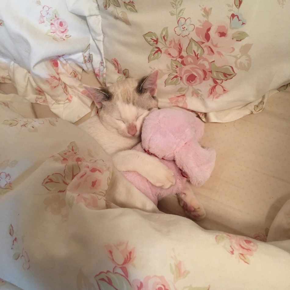 莉亜のカバー写真