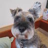 ヒトに会うのと散歩が大好き★体調良好トーマス8歳♂ サムネイル2