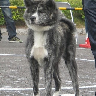 秋田犬メス5歳